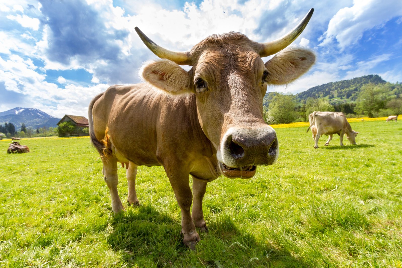 Why photos of cows won’t sell your products Stratos Creative Marketing